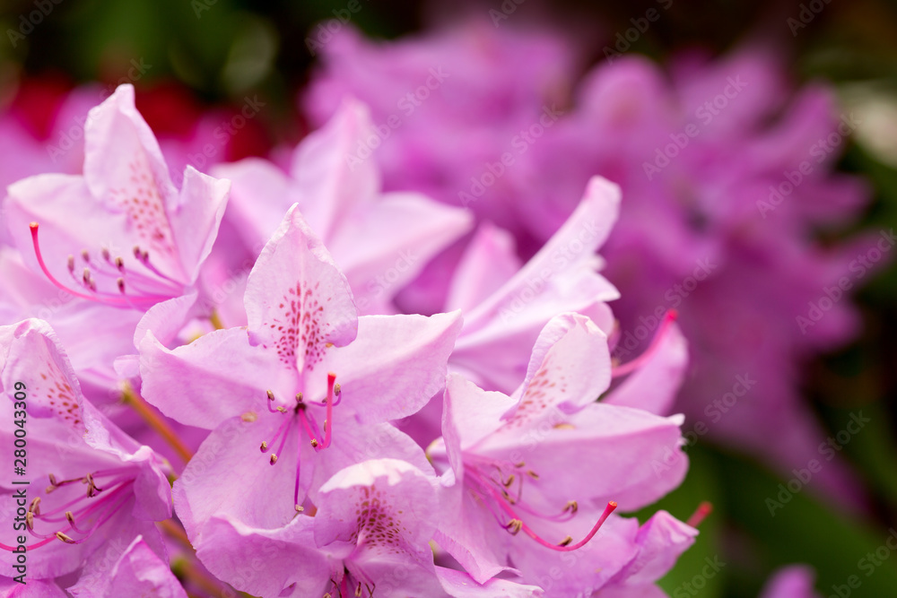 Pink Azaleas flowers isolated on green background. Pink Azaleas flowers isolated on green background.