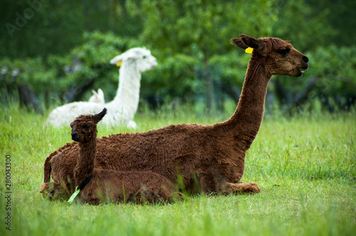 Brown alpaca mother and baby