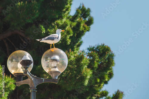 sea gull at city lamp tree and sky on background