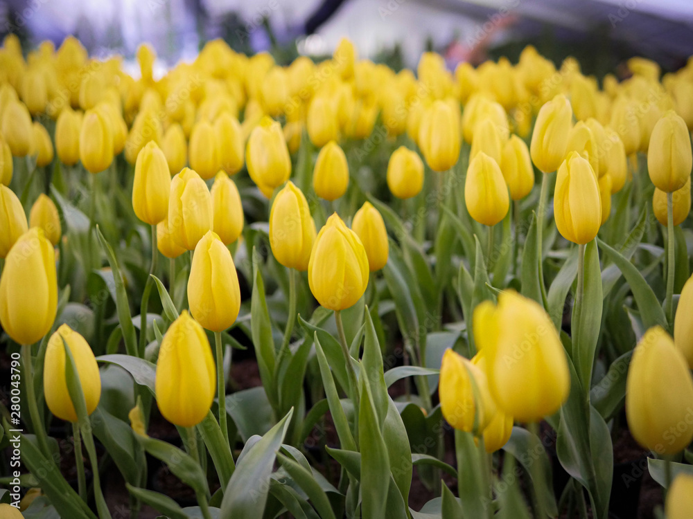 Yellow tulip garden Yellow tulip garden