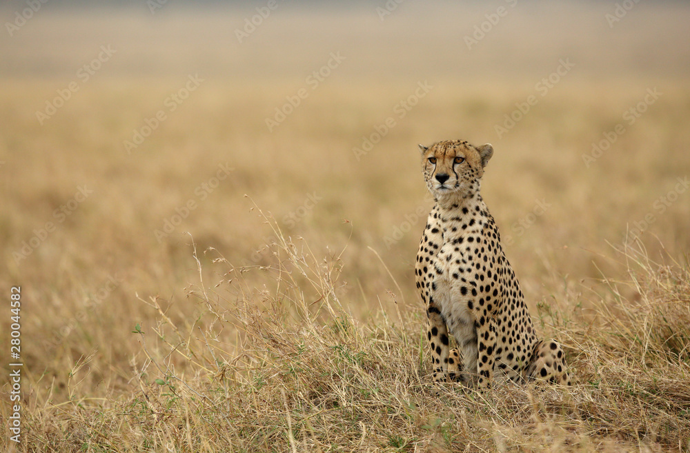 A Cheetah relaxing after eating a meal in the Savannah, Masai Mara, Kenya A Cheetah relaxing after eating a meal in the Savannah, Masai Mara, Kenya