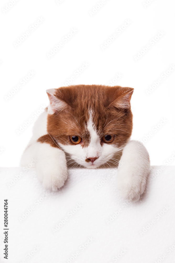 Cat above banner isolated on white background