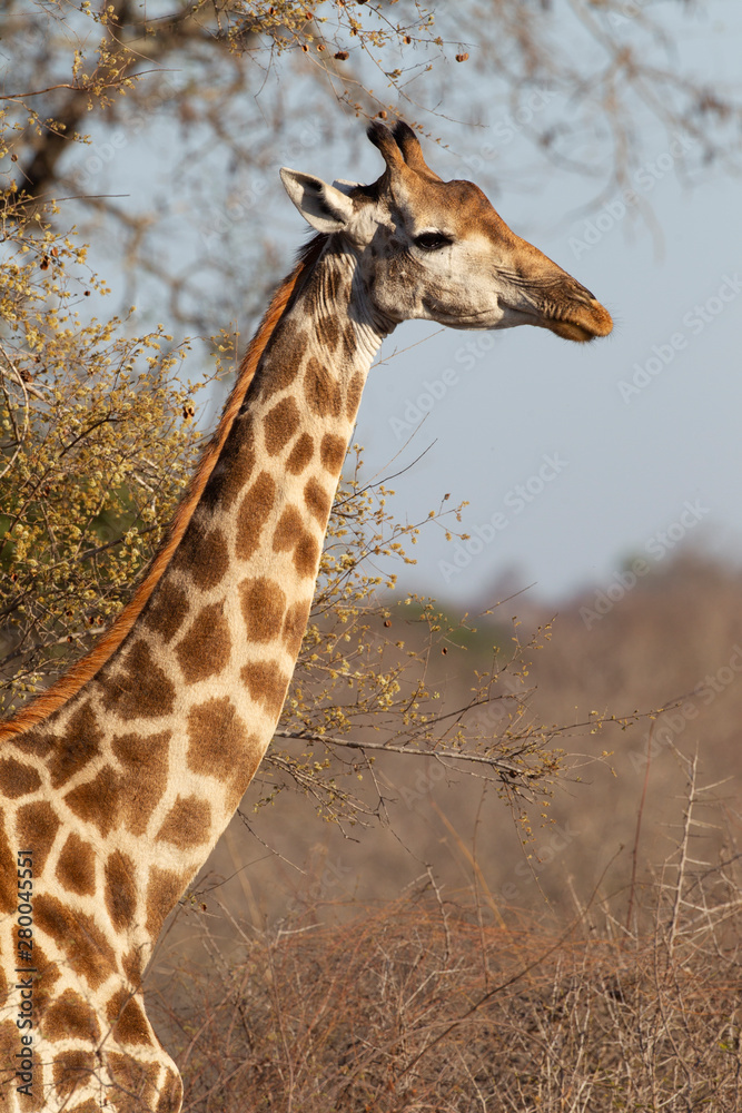 Adult Giraffe in Kruger National Park, South Africa Adult Giraffe in Kruger National Park, South Africa