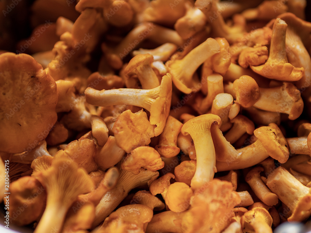 Yellow chanterelle (cantharellus cibarius) close up. Selective focus. Eatable mushrooms. Yellow chanterelle (cantharellus cibarius) close up. Selective focus. Eatable mushrooms.