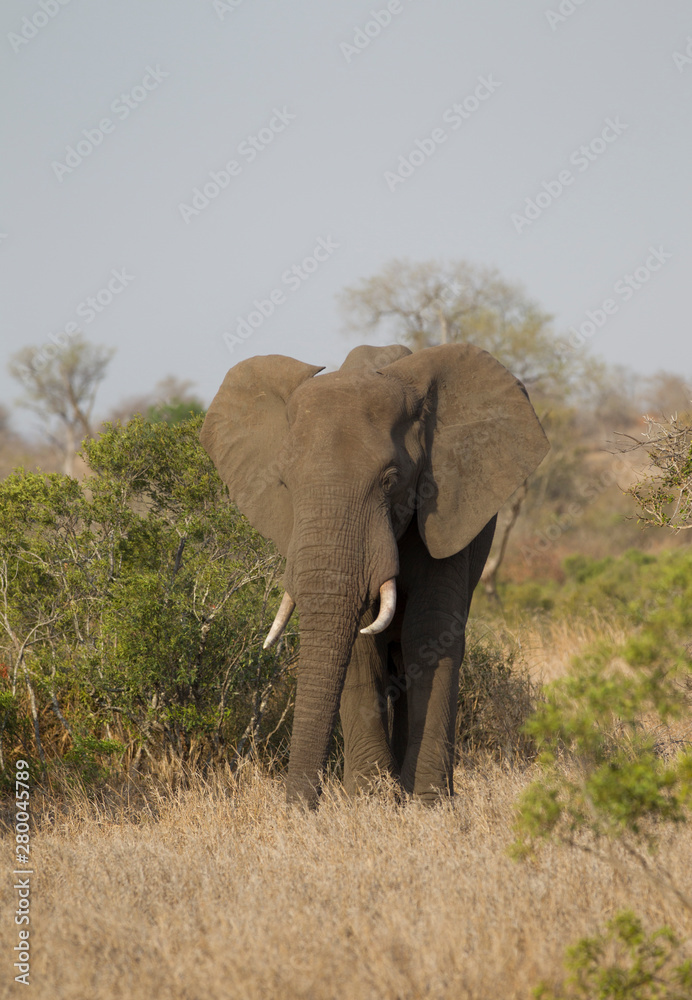 Bull Elephant in Kruger National Park, South Africa