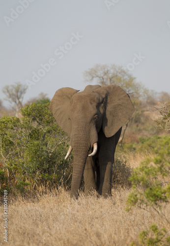 Bull Elephant in Kruger National Park  South Africa