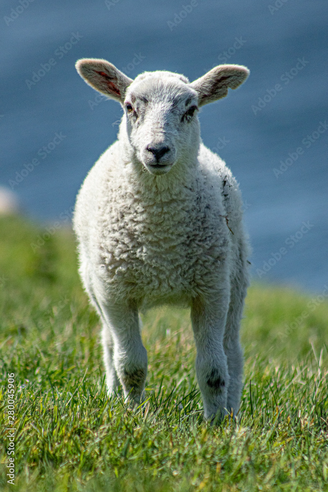 Lamb