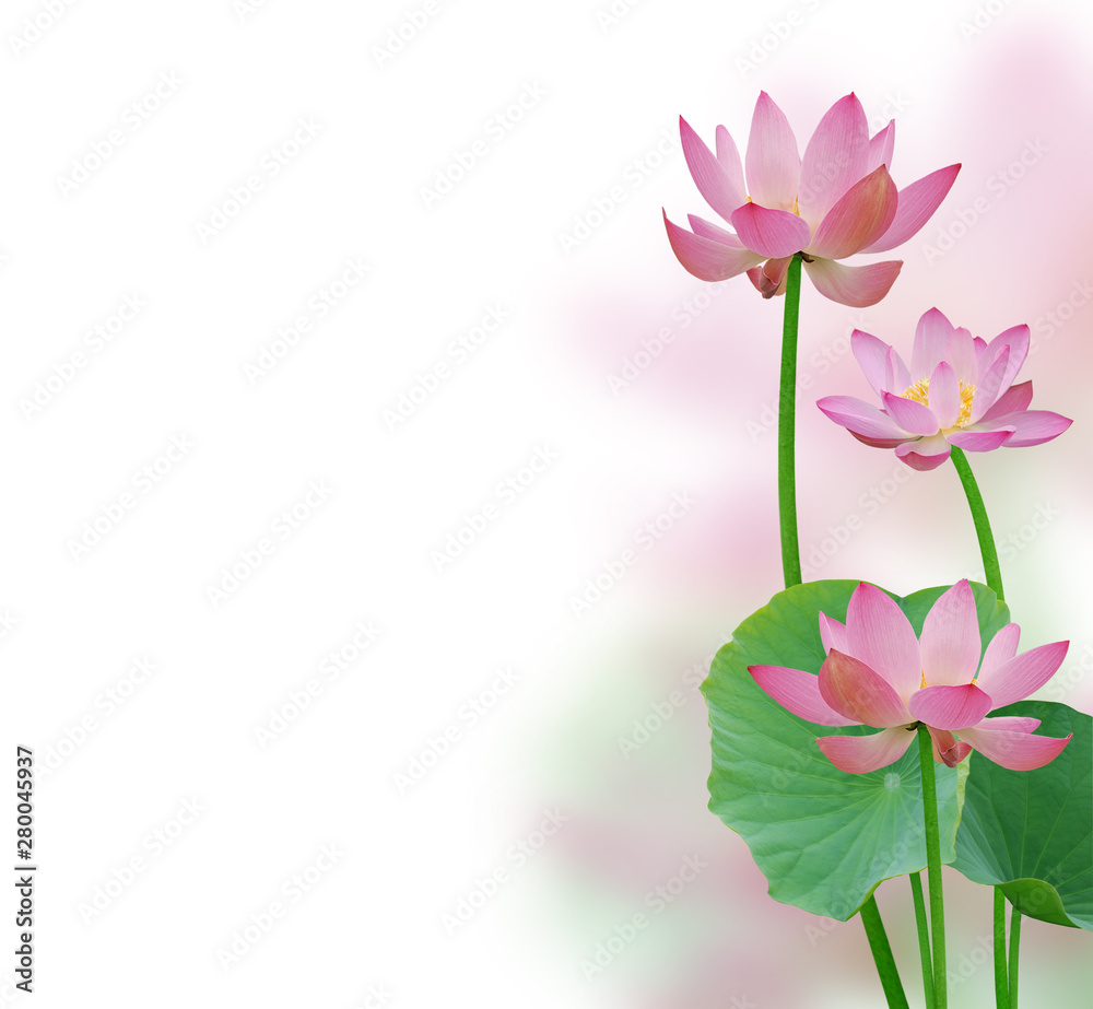 Lotus flowers composition Lotus flowers composition