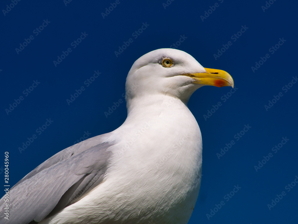 Seagull taken from the coast path near Stack Rocks in Pembrokeshire, Wales, UK Seagull taken from the coast path near Stack Rocks in Pembrokeshire, Wales, UK