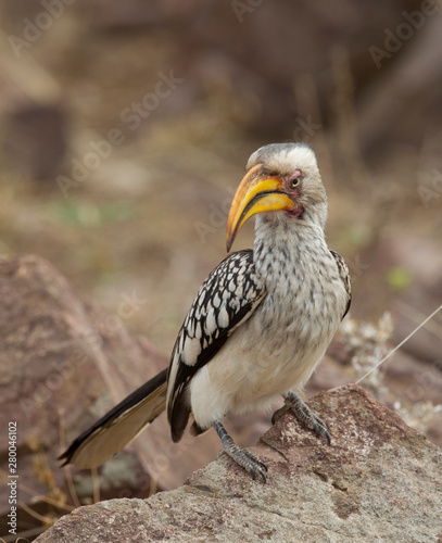 Yellow-Billed Hornbill in Kruger National Park  South Africa