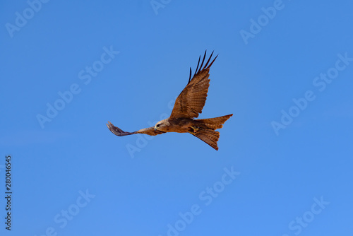 Brown Falcon in flight, Australia.