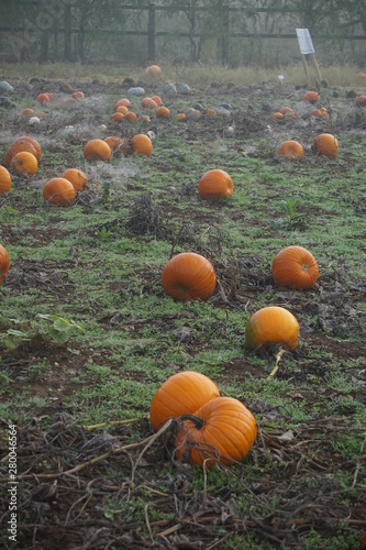 Pumpkins on a field