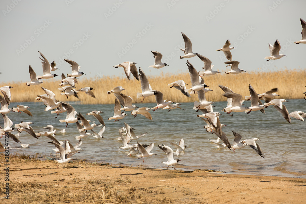 a flock of seagulls flies from the shore above the water