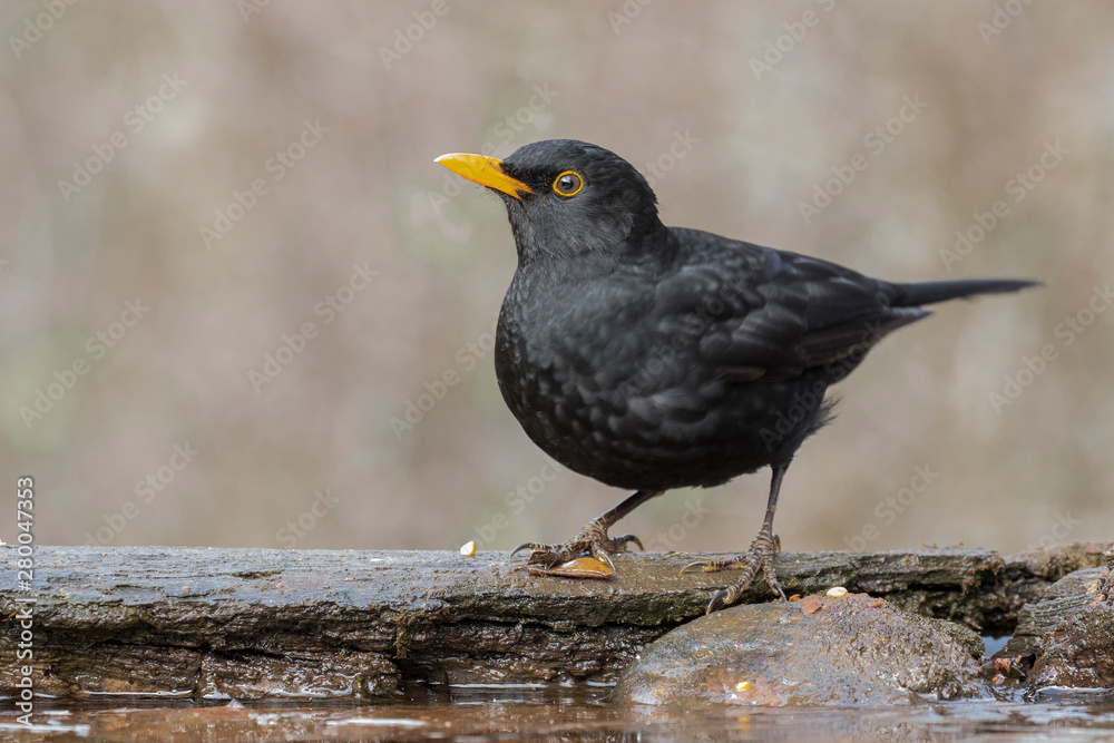 European male blackbird (Turdus merula) posing on a rock at the edge of a stream European male blackbird (Turdus merula) posing on a rock at the edge of a stream