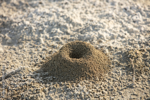 a small anthill on the sand in the desert of sand.in the wilderness photo