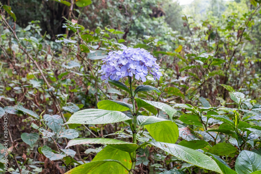 Purple hydrangea in the garden. Purple hydrangea in the garden.