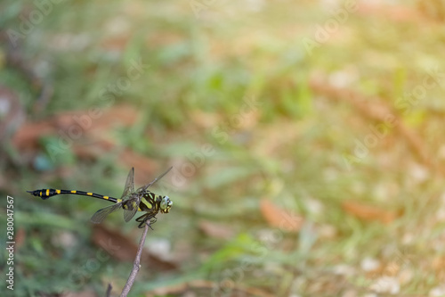 Clubtail dragonfly on the small branch photo