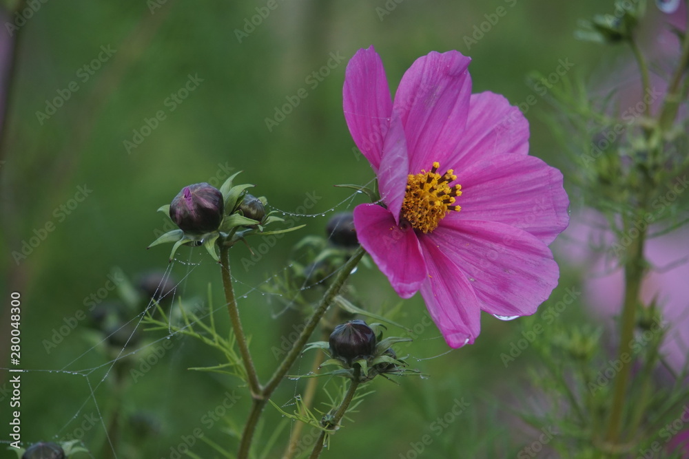 Cosmos in late autumn