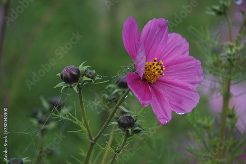 Cosmos in late autumn