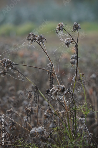 Cobwebs on dried flowers © Paulina