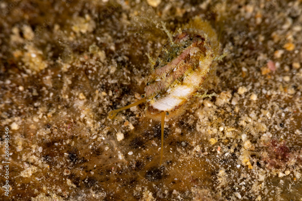 Yellow abalone crawling over leaf