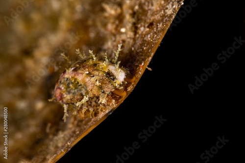 Yellow abalone crawling over leaf