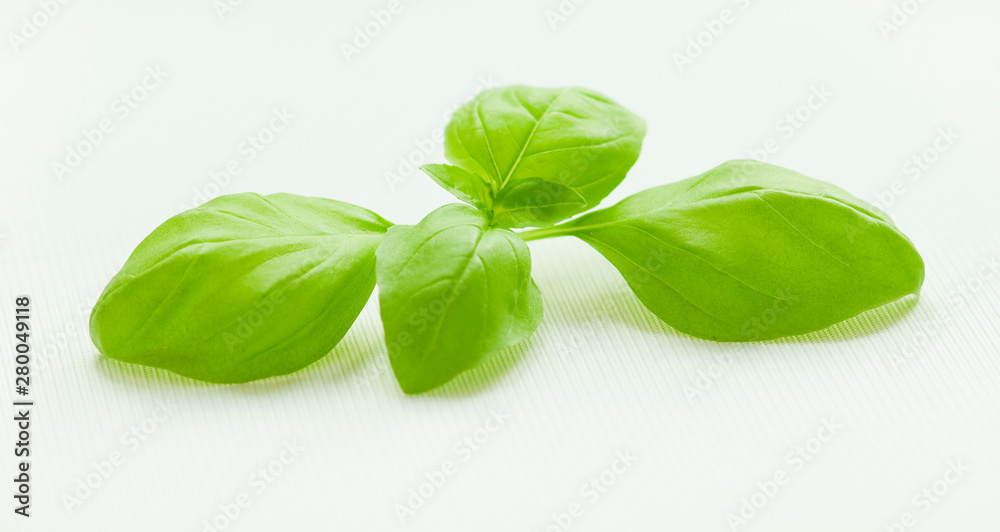 Top leaf of fresh basil on white background Top leaf of fresh basil on white background