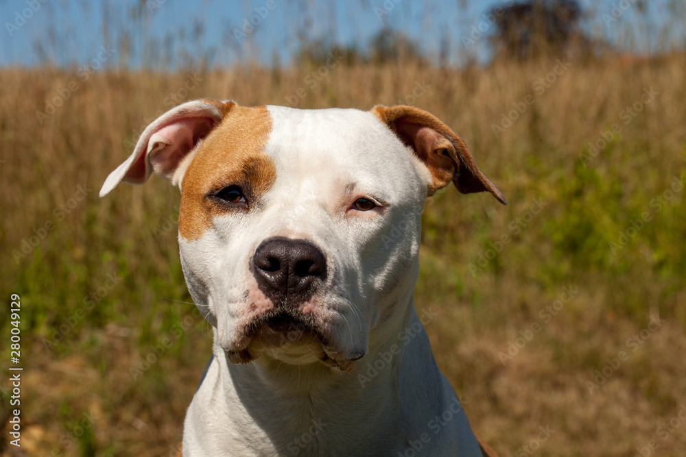 american staffordshire terrier