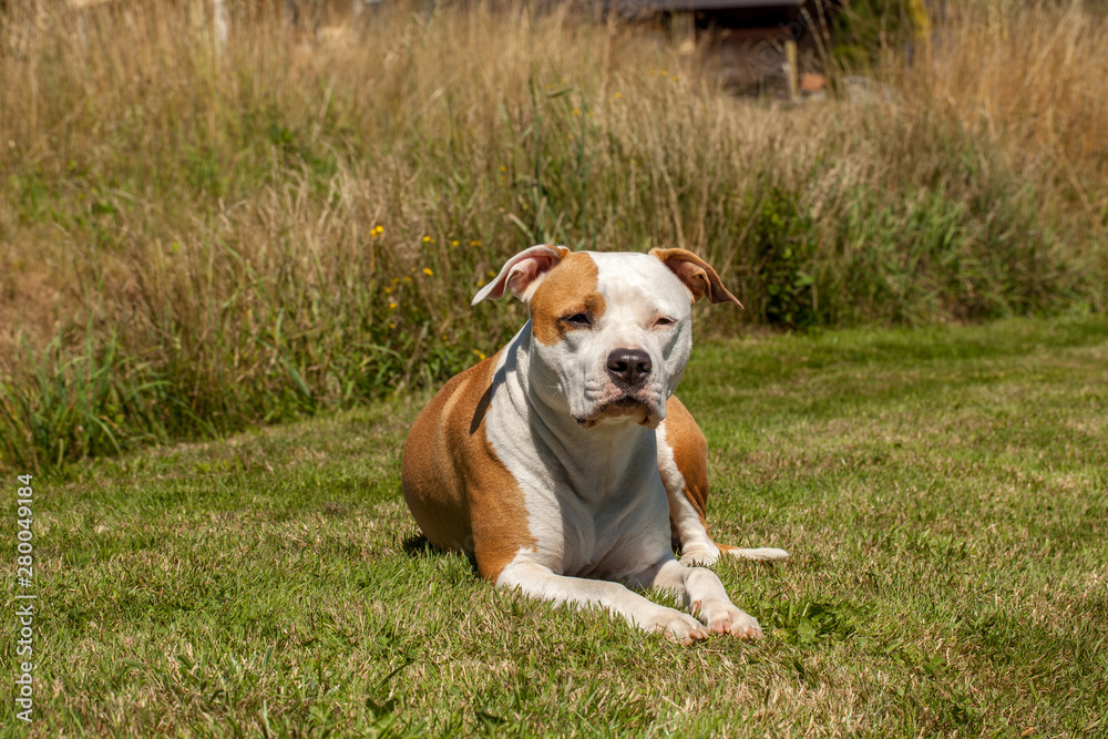 american staffordshire terrier