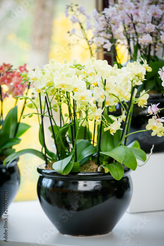 Beautiful tropical orchid flowers in pots
