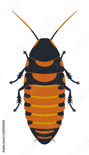 Madagascar hissing cockroach, top view. Decorative exotic insect, domestic pest. Color bright, contrast vector image of a beetle.