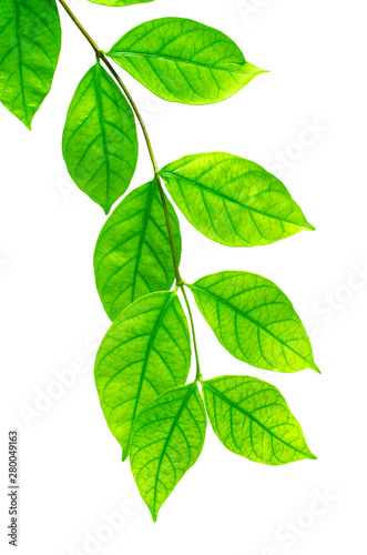 The tree leaves on the white background. The isolated green leaves with clipping path