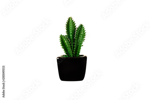 Decorative green flower in black vase. Isolated on white background.