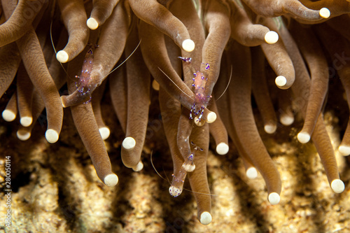 Periclimenes sarasvati, Anemone Shrimp photo