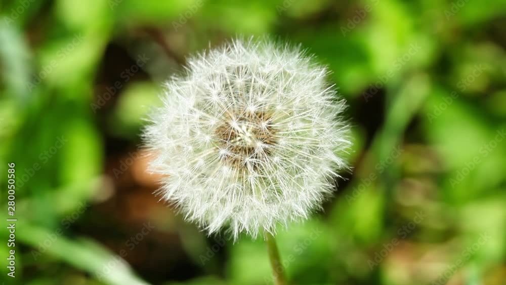 Dandelion bead close-up on a blurred background Dandelion bead close-up on a blurred background