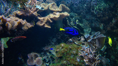 Fototapeta Naklejka Na Ścianę i Meble -  tropical fish in the sea