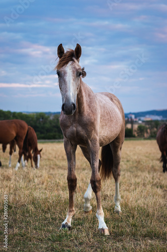 Young horse on pasture. Herd of thoroughbred horses 