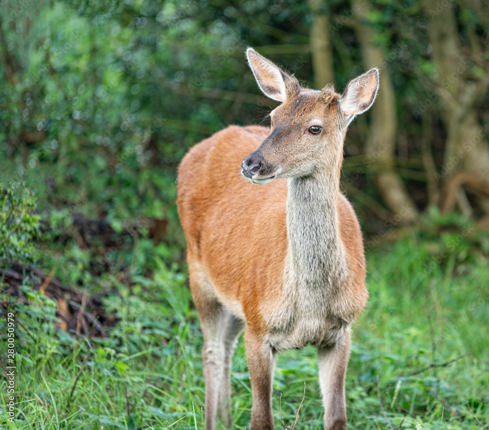 Red deer, Woodland, Glenveagh National Park, Donegal, Ireland