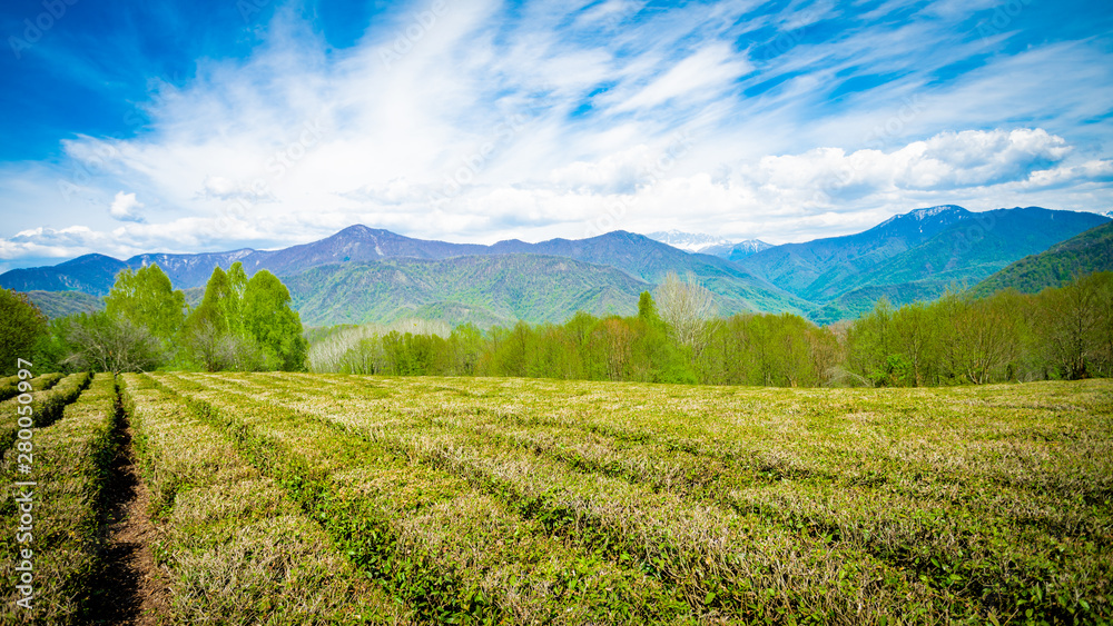 Amazing landscape view of tea plantation