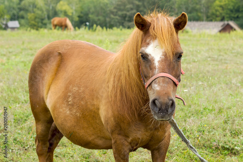 brown horse grazing on a green field on a summer day.