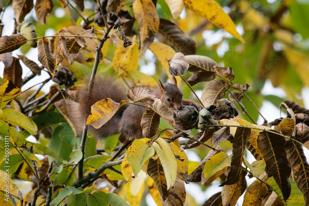 Obraz premium animaux ecureuil noix