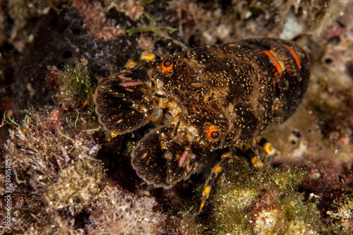 Slipper Lobster, Scyllarides arctus photo