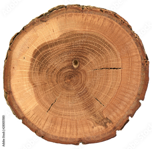Round oak wood slab with bark, growth rings and cracks isolated on white background