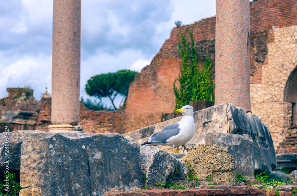 Obraz premium Seagull overlooking the roman forum in Rome.