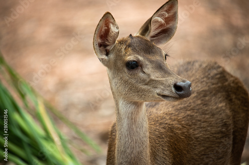 Adorable curious white brown deer with green grass and blur background on beautiful hot summer day.