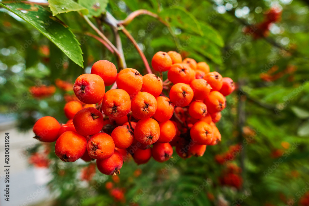 Bunches of Rowan berries on a branch
