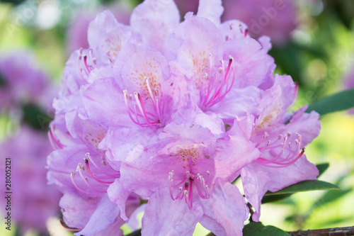 Blooming branch pink rhododendron. Summer flower photo.