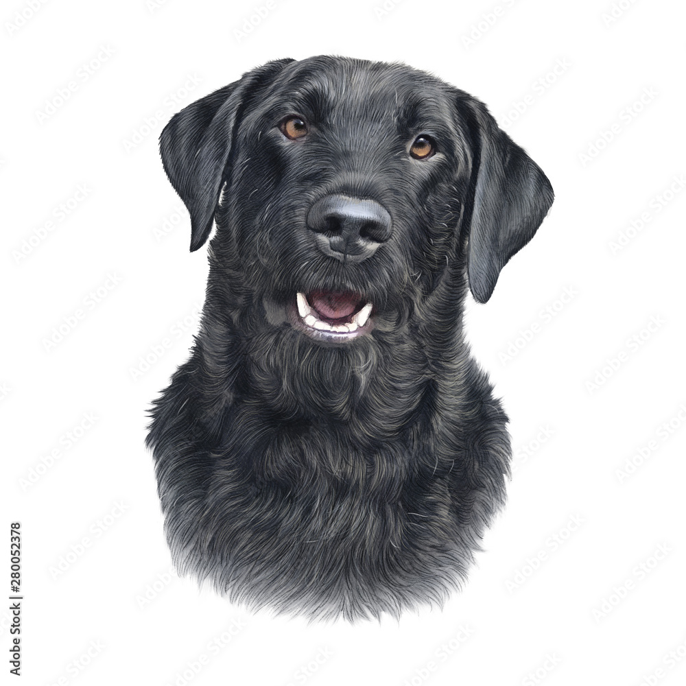 Fototapeta premium Illustration of the Black Labrador Retriever Dog isolated on white background. Animal art collection: Dogs. Hand Painted Illustration of Pet. Design template. Good for print on T-shirt, pillow, card