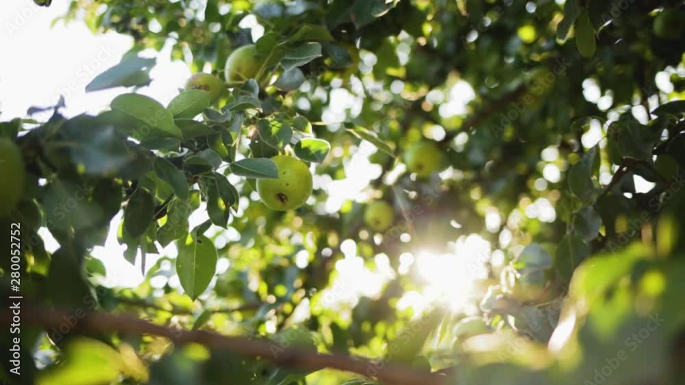 Beautiful sunny branches of tree with green leaves isolated on sunset sky background with soft delicate sunlight. Real time full hd video footage. Beautiful sunny branches of tree with green leaves isolated on sunset sky background with soft delicate sunlight. Real time full hd video footage.