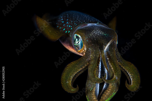 Bigfin reef squid, Sepioteuthis lessoniana during night dive